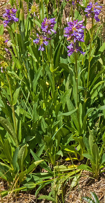 Clustered Penstemon 1.jpg